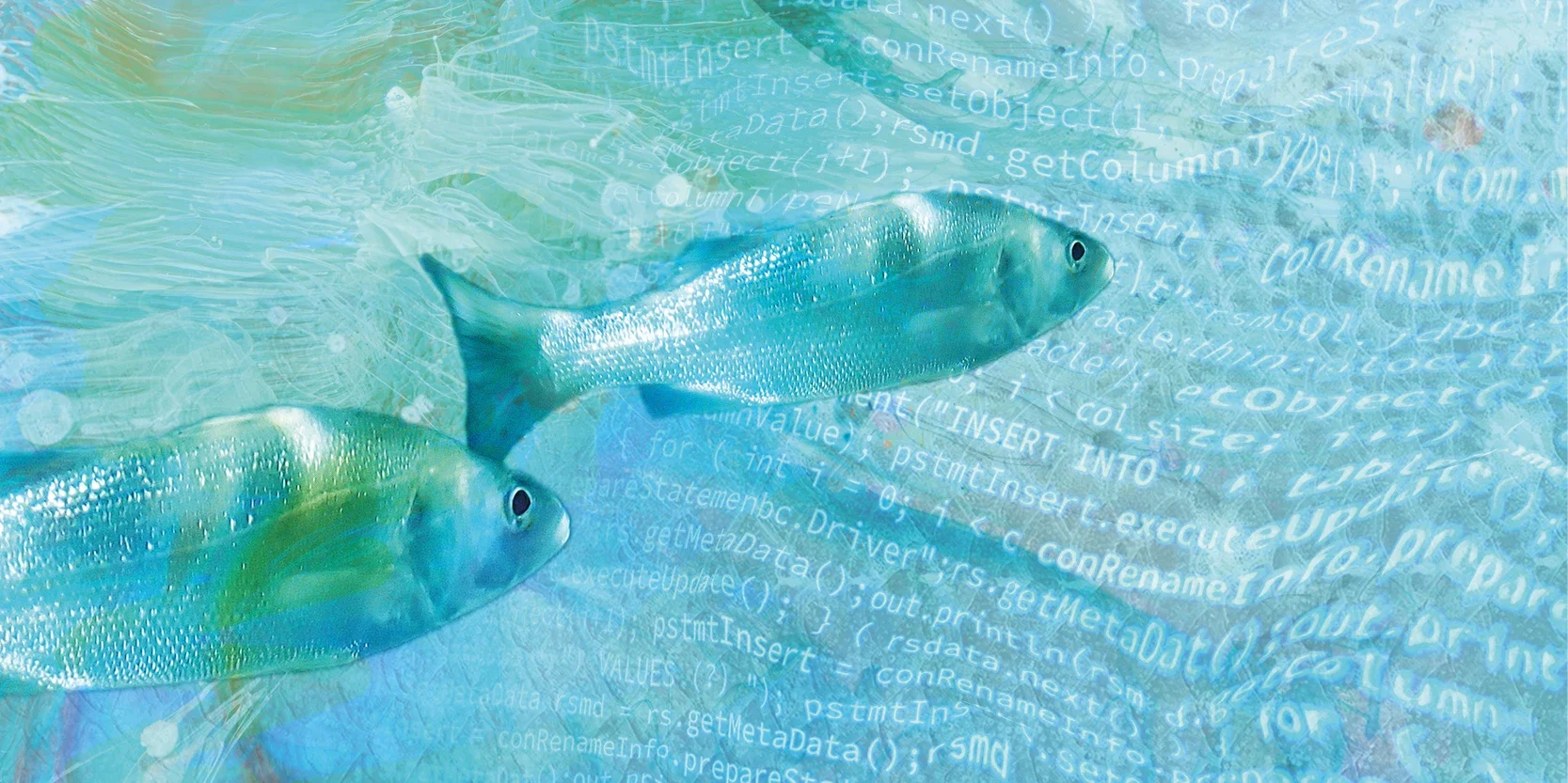 fish in a sea of ​​computer code
